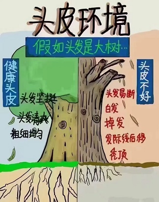头发被誉为人体健康的 “外在镜子” 头发被誉为人体健康的 “外在镜子”